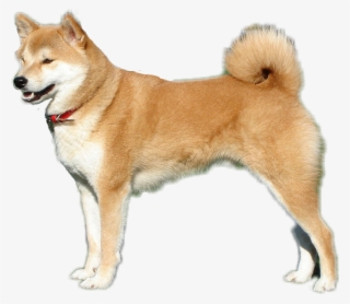 Dog Doggo Shiba Inu - Japanese Dog Breeds #4512011