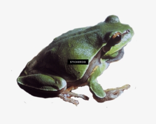 Pine Barrens Tree Frog - Portable Network Graphics #4514708