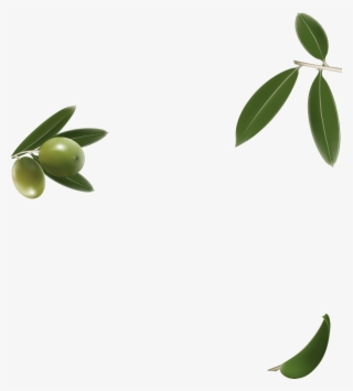 Olive Oils - Persian Lime #4518381