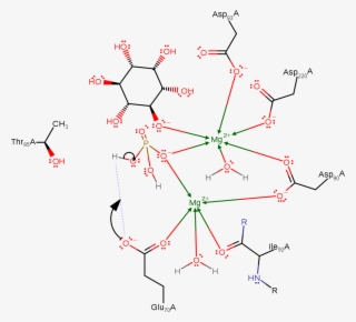A Phosphoryl Hydroxide Ion Donates A Proton To Glu70 - Diagram #4518482