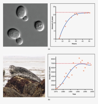 10 Yeast Grown In Ideal Conditions In A Test Tube Show - Population Growth Curve Examples #4520551