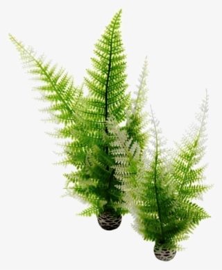 Biorb Winter Fern Plants - 2 Pack #4521257