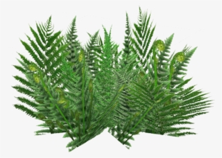 Ground Ferns 5 - Monarch Fern #4521382