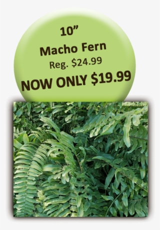 10in Macho Fern - Blackberry #4521530