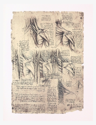 Svg Library Download Anatomical Drawing Leonardo - Metal Print: Drawing Of The Muscles #4522823