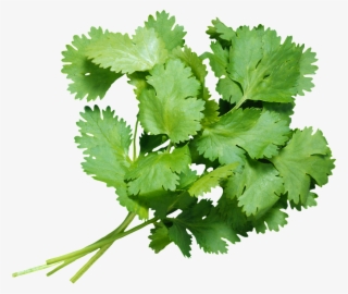 Fresh Coriander Transparent - 香菜 Png #4523652