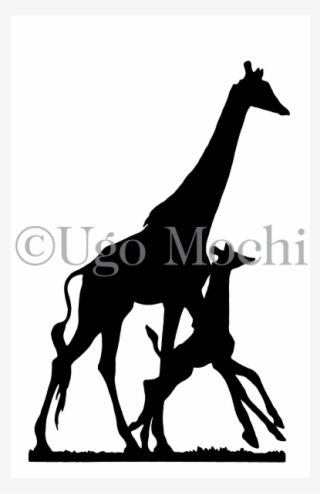 African Giraffes No - Giraffe #4524835