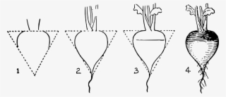 Big Image - Step By Step Drawing Radish #4525145