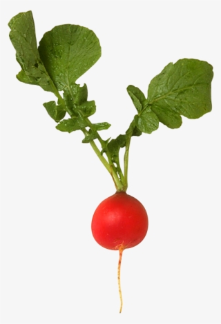 Radishes - Types Of Roots For Grade 3 #4525489