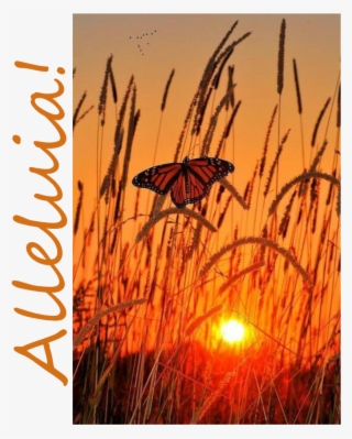 Easter Sunday, April 1, 2018, Worship Bulletin, Prayer - Sunrise Butterfly #4526446