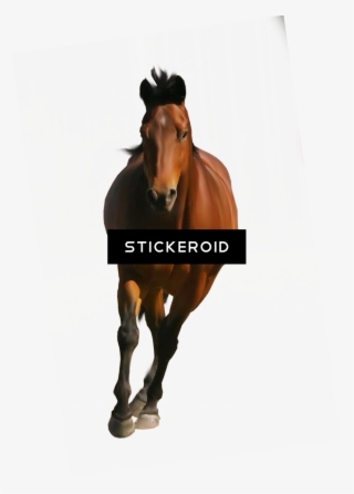 Horse - Portable Network Graphics #4527304