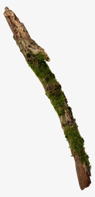 Mossy Tree Branch - Branch #4528032