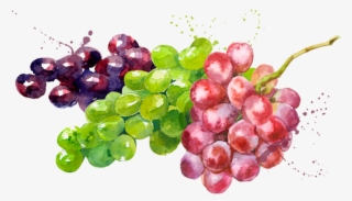Prod Fruta Uvas - Simple Modern High-quality Watermelon Olives Grapes #4528033