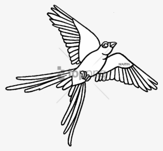 Oklahoma State Bird Clipart Oklahoma State University - Oklahoma State Bird Drawing #4529152