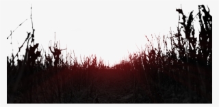 0 - 5 0 - 8 1 - 0 1 - - Field #4531226