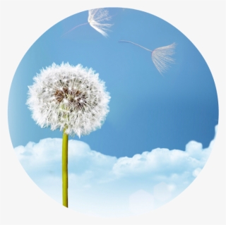 0 Replies 0 Retweets 1 Like - Dandelion #4531232