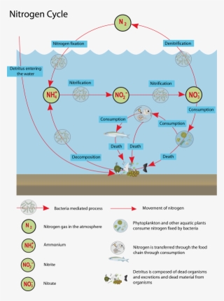 22 March - Nutrient Cycle In Lakes #4531920
