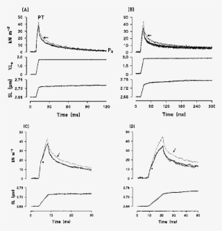 The Tension And Sarcomere Length (lower Traces) Changes - Muscle #4534083