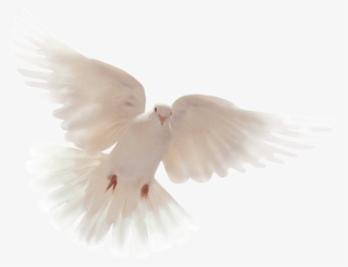 Thankyou All For Your Condolences #4534109