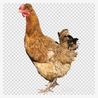 Chicken Png Clipart Fried Chicken Roast Chicken - Silkie Chicken Png #4534155