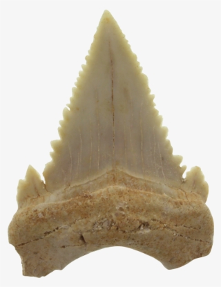Authentic Shark´s Tooth Fossil - Authentique Dent De Requin Fossile #4534939