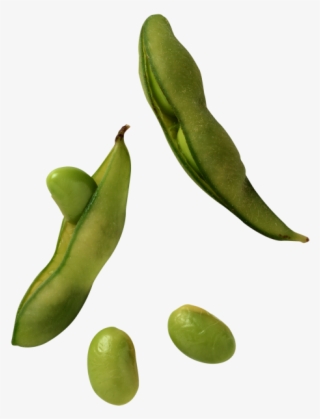 Broad Bean - Soja #4539407