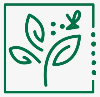 Green Coffee Beans For Home Roasters - Green Coffee Extract #4539932