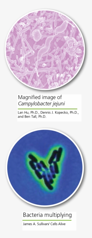Electron Microscope - Paw #4540110