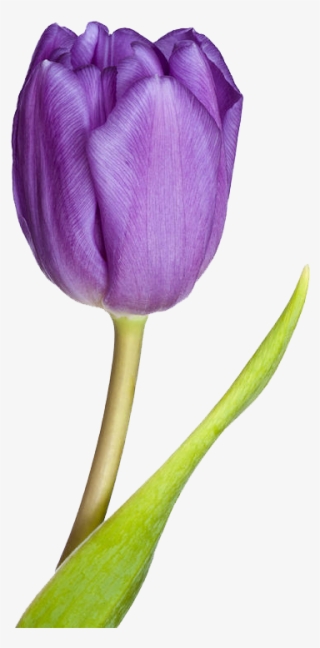 Tulip Png - Purple Tulip #4540436