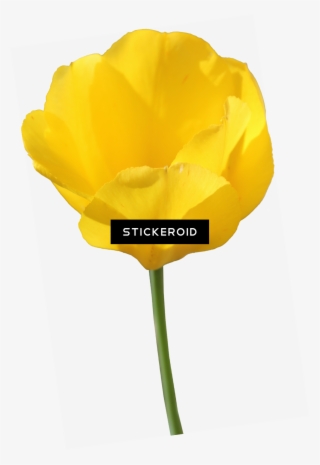 Yellow Tulip Flowers - Tulip #4540621