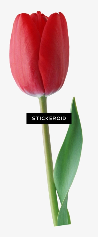 Tulip Flowers - Sprenger's Tulip #4540858