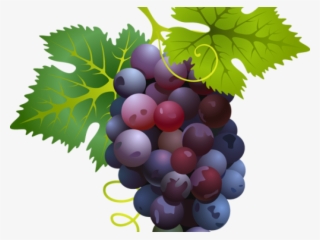 Cute Clipart Grape - Imagens De Primeira Eucaristia #4540908