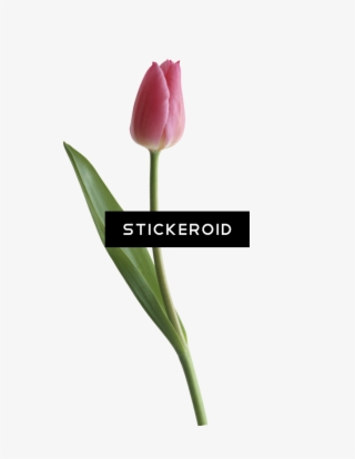 Tulip - Sprenger's Tulip #4540914