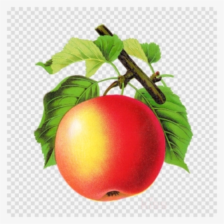 Apple Vintage Png Clipart Tomato Apple Clip Art - Vintage Apple Png #4541086