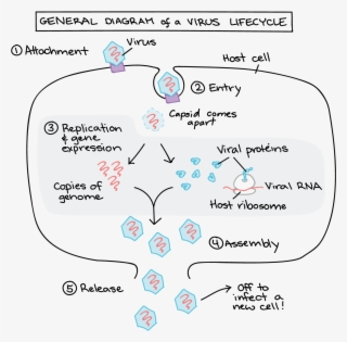 Role Of Phagocytes In Innate Or Nonspecific Immunity - Ciclo De Vida Virus #4543802