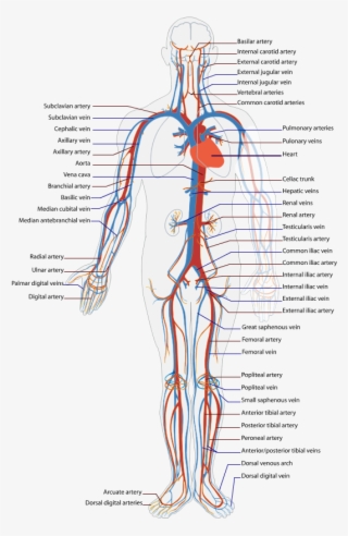 Circulatory System Diagram Health Medicine And Anatomy - Capillary In Human Body #4543957