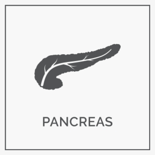 Pancreas - Darkness #4545530