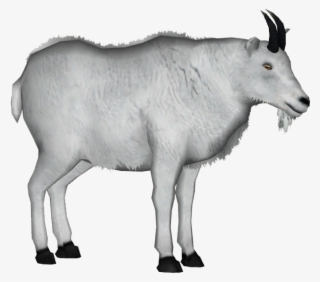 Mountain Goat Png - Rocky Mountain Goat Png #4545596