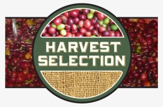 Nicaragua • Finca Un Regalo De Dios • El Aserradero - Carrboro Coffee Company #4545598