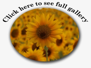 Atlantic Puffins #4545886