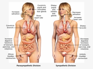 Two Drawings Show The External And Internal Organs - Autonomic Nervous System Female #4546342