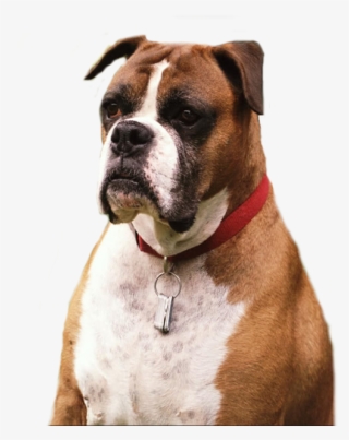 Dog Png #4547276