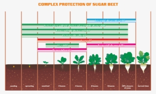 Agricultural Crops - Sugar Beet #4549982