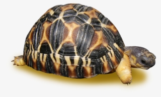 Radiated Tortoise #4551576
