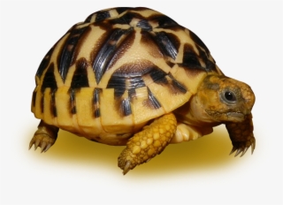 Sri Lanken Star Tortoise - Sri Lankan Star Tortoise Adult #4551702