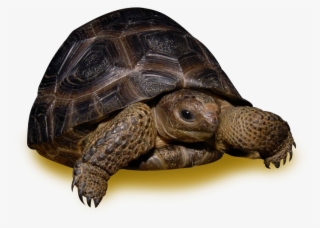 Aldabra Tortoise - 35 Pound Tortoise #4552088