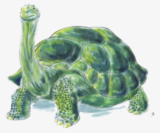 $250 - Tortoise - Painting Of A Tortoise #4552094