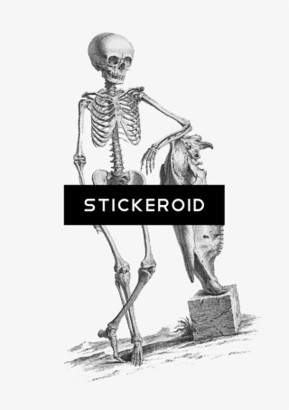 Halloween Skeleton #4553378