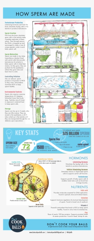 How Sperm Are Made - Plan #4560861