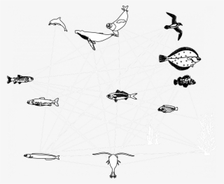 Key Species In The Foodweb, Providing An Important - Sketch #4561863